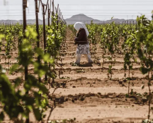 Sequía ocasiona disminución de trabajo en el campo sonorense