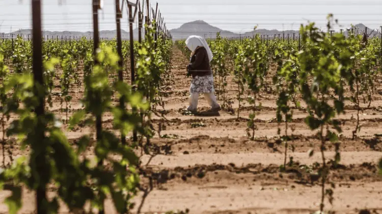 La falta de agua ha forzado la disminución de siembras. (Foto: Especial / EXPRESO)