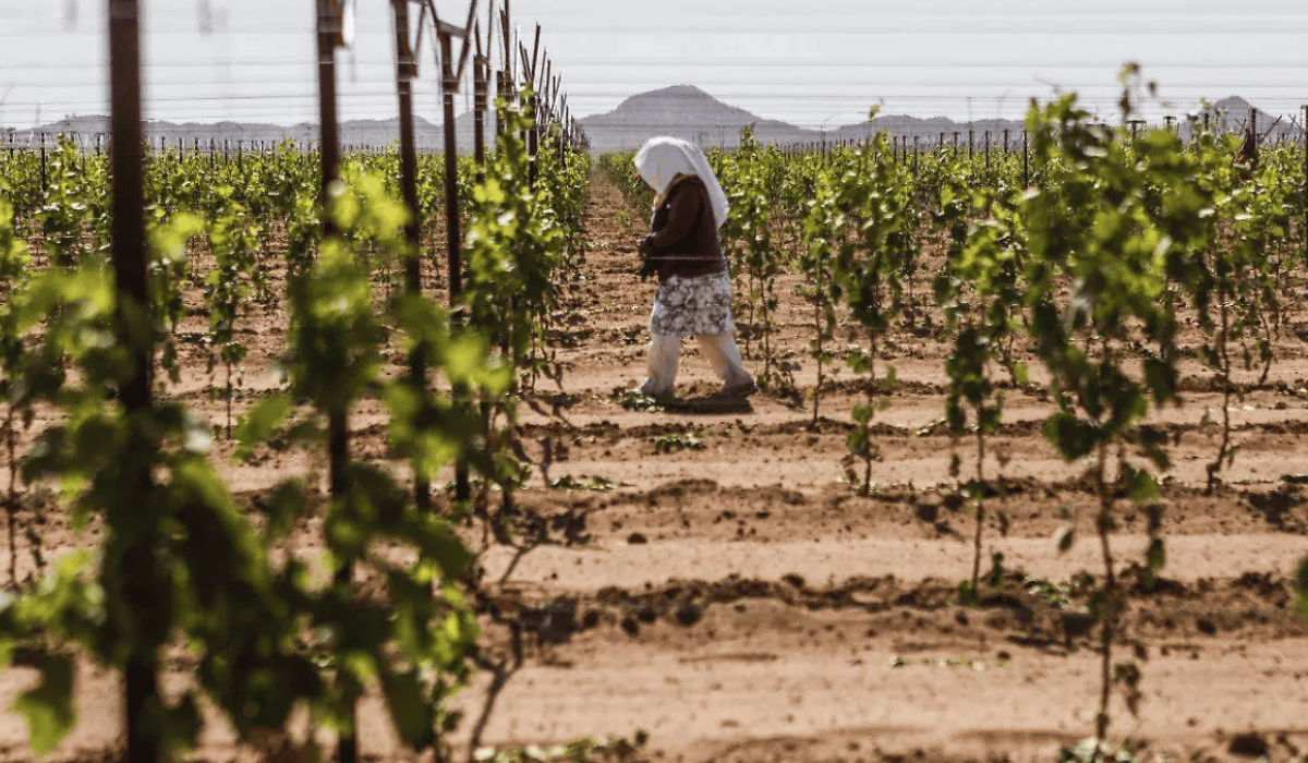 Sequía ocasiona disminución de trabajo en el campo sonorense
