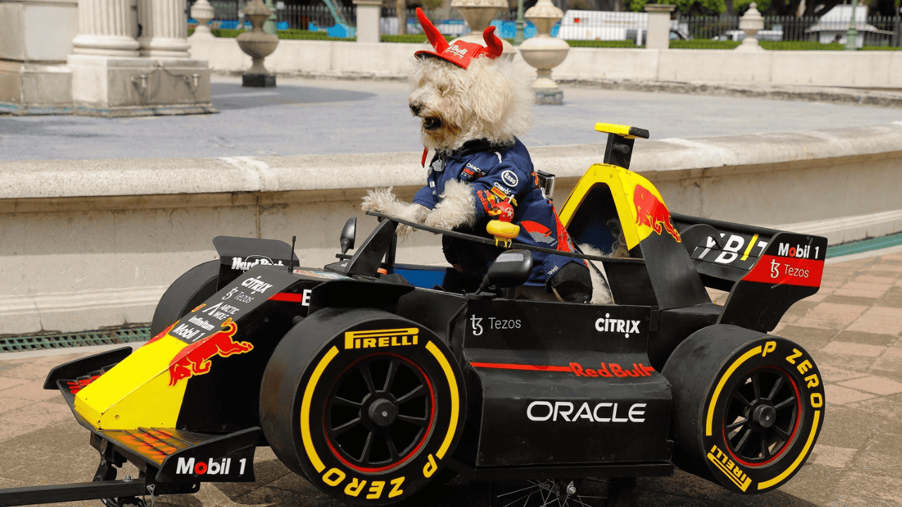 Muere Fabbio, el perro más fan de Checo Pérez