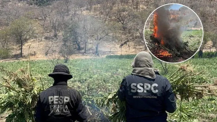 Plantío de mariguana destruido en Sierra de Álamos. (Foto: Especial / EXPRESO)