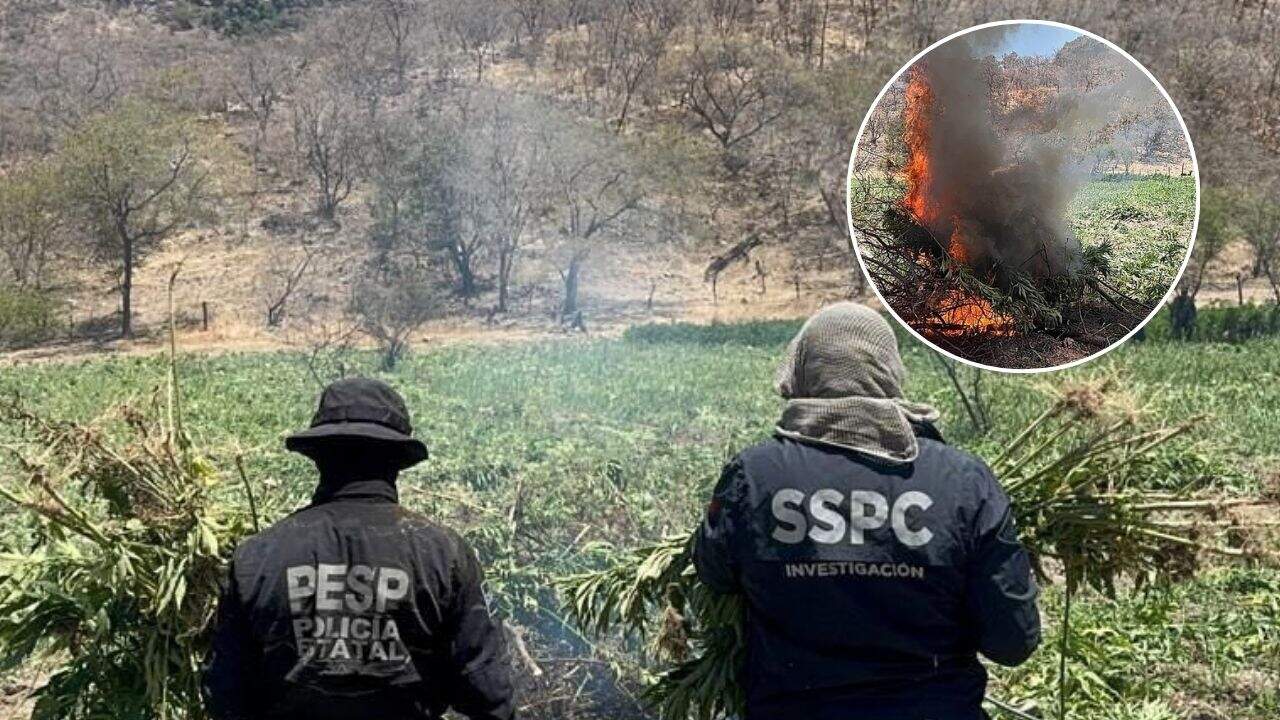 Destruyen plantío de mariguana en Sierra de Álamos