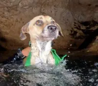 Rescatan a perro tras tres días atrapado en un cenote de Yucatán