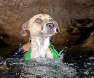 Rescatan a perro tras tres días atrapado en un cenote de Yucatán