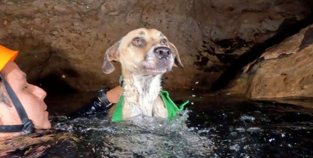 Rescatan a perro tras tres días atrapado en un cenote de Yucatán