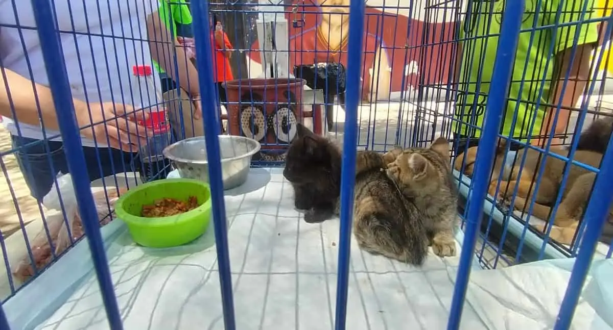 Patitas en Acción invita a esterilizar mascotas gratuitamente