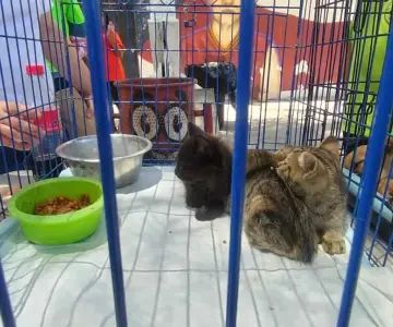 Patitas en Acción invita a esterilizar mascotas gratuitamente