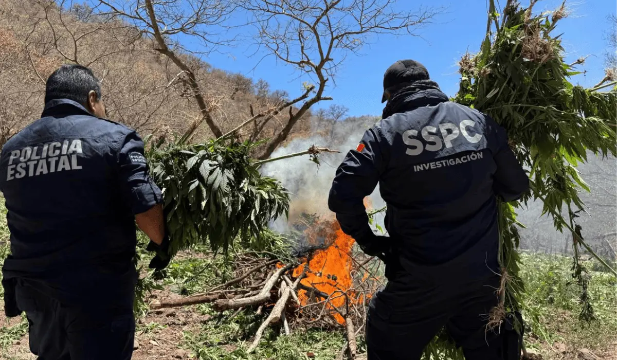 Destruye SSP Sonora cinco plantíos de mariguana en la sierra de Álamos