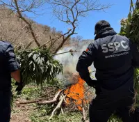 Destruye SSP Sonora cinco plantíos de mariguana en la sierra de Álamos