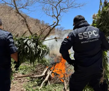 Destruye SSP Sonora cinco plantíos de mariguana en la sierra de Álamos