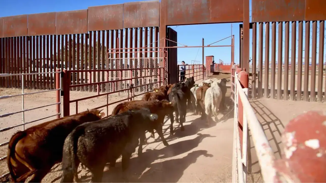 EU cierra frontera con México para importación de ganado por gusano barrenador