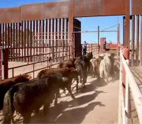 EU cierra frontera con México para importación de ganado por gusano barrenador
