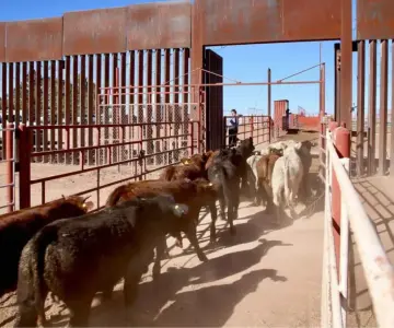 EU cierra frontera con México para importación de ganado por gusano barrenador