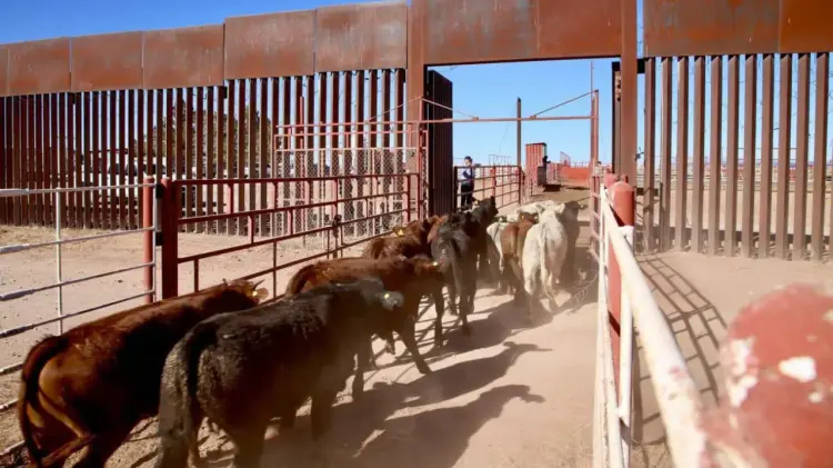 EU anunció la suspensión de importaciones de ganado vivo por el gusano barrenador. (Foto: Especial)