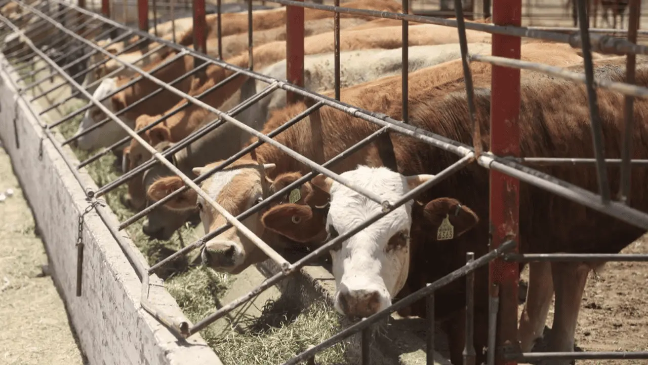 Cierre de frontera por gusano barrenador podría causar grandes pérdidas: UGRS