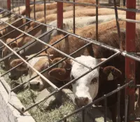 Cierre de frontera por gusano barrenador podría causar grandes pérdidas: UGRS
