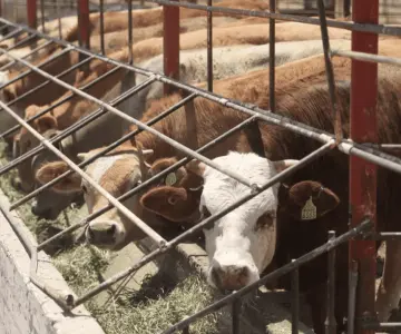 Cierre de frontera por gusano barrenador podría causar grandes pérdidas: UGRS