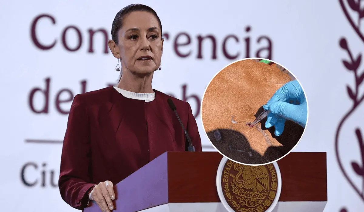 Sheinbaum rechaza freno de EU a importación de ganado mexicano