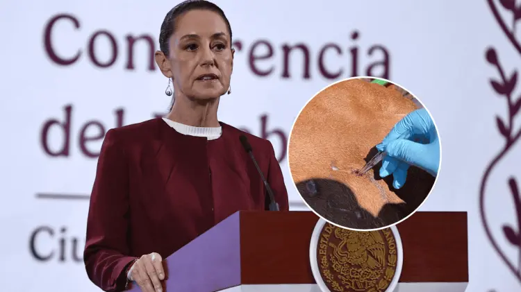 Claudia Sheinbaum confió en que no haya pérdidas importantes. (Foto: El Universal / Especial)
