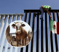 Cerrar frontera a ganado de Centroamérica es muy difícil: Sheinbaum
