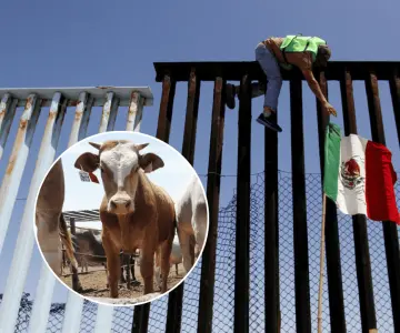 Cerrar frontera a ganado de Centroamérica es muy difícil: Sheinbaum