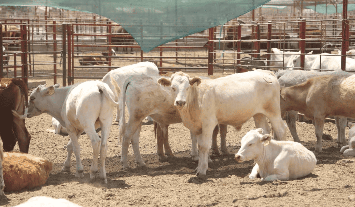 Cierre de fronteras no detiene avance del gusano barrenador: CNA