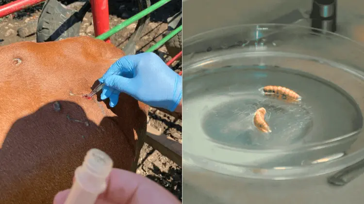 El gusano barrenador ha traído pérdidas a los ganaderos mexicanos. (Foto: Cortesía)