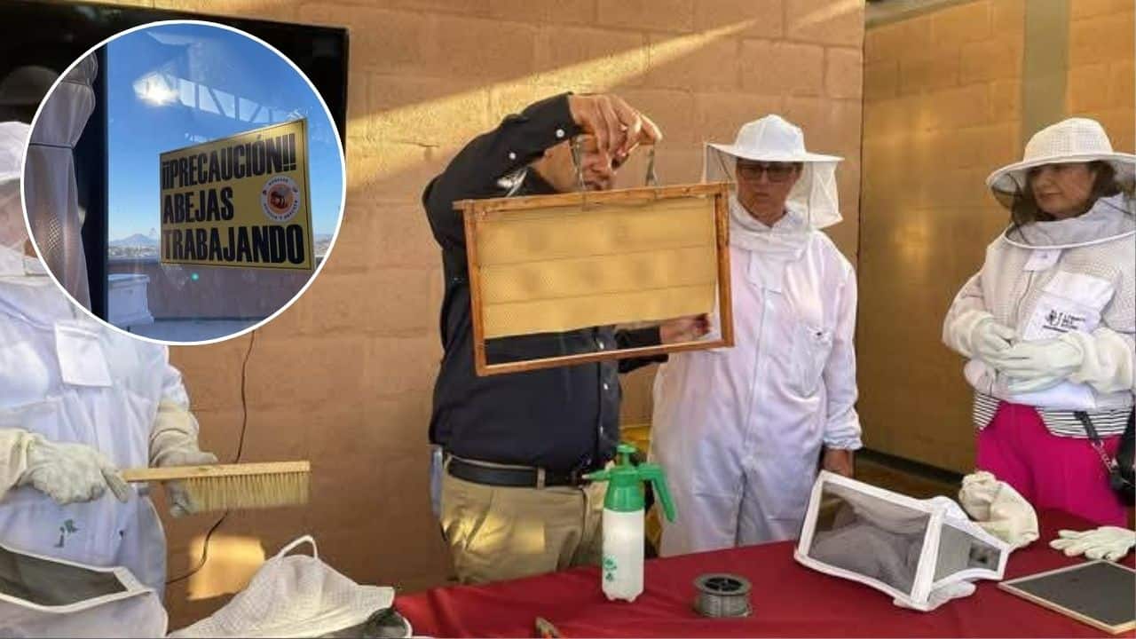 Nogales se convierte en pionero en la protección de las abejas