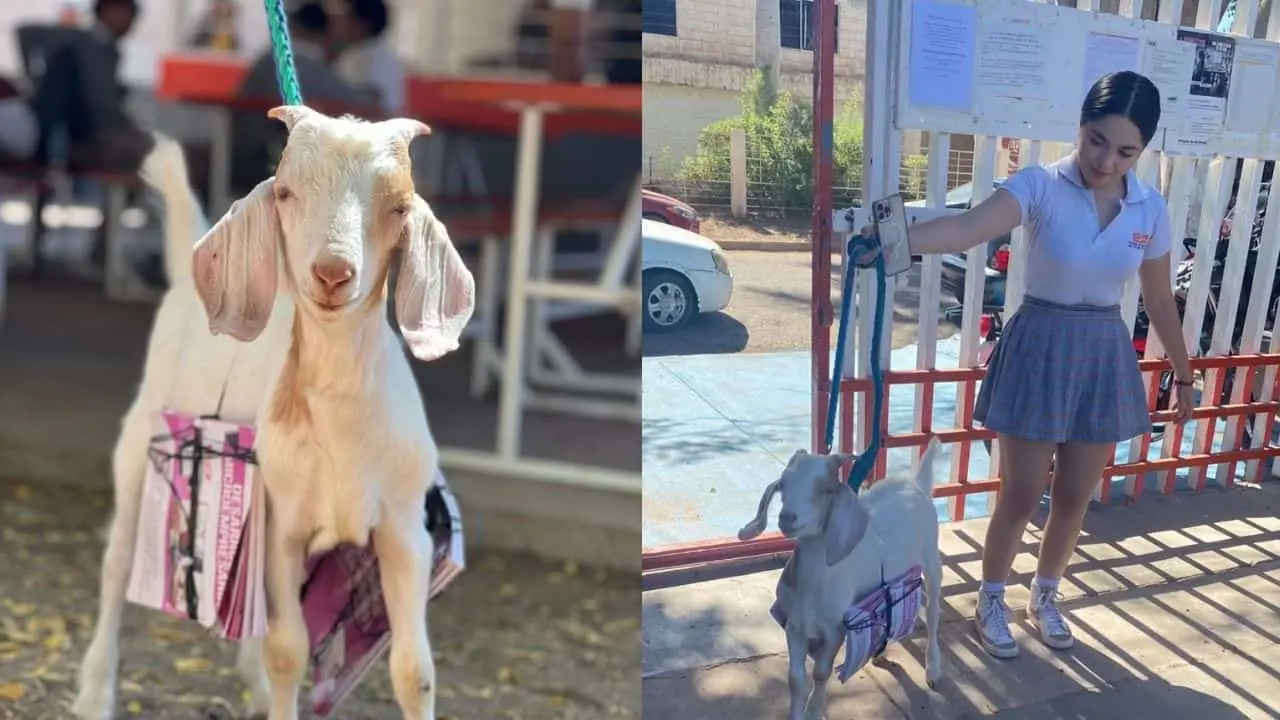 Joven estudiante de Cobach sorprende al llegar con una chivita a su escuela