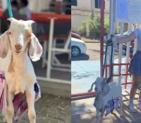 Joven estudiante de Cobach sorprende al llegar con una chivita a su escuela