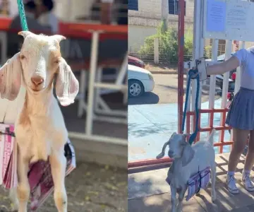 Joven estudiante de Cobach sorprende al llegar con una chivita a su escuela