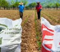 Arranca en Sonora el programa Fertilizantes para el Bienestar 2025