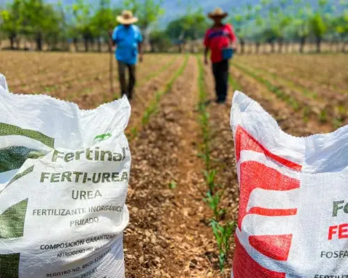 Aumentan beneficiarios del programa Fertilizantes para el Bienestar