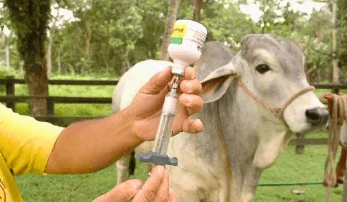 Productores y veterinarios reciben capacitación contra el gusano barrenador