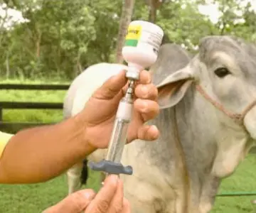 Productores y veterinarios reciben capacitación contra el gusano barrenador