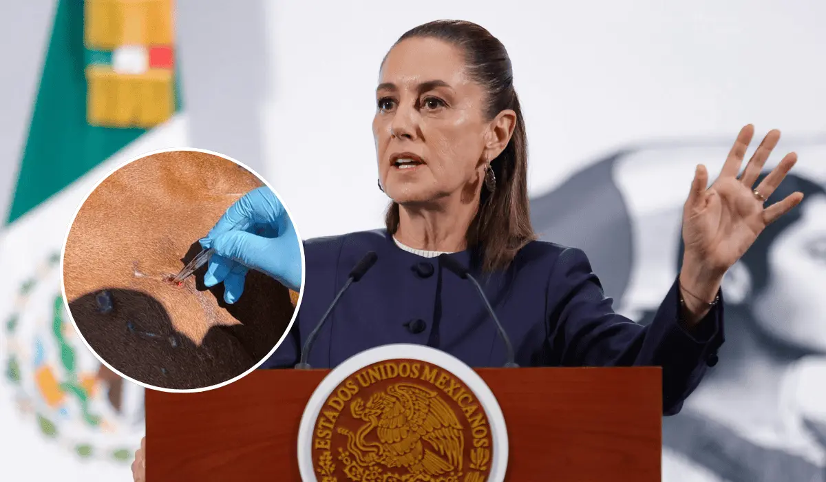 Se mantiene diálogo con Estados Unidos por gusano barrenador: Sheinbaum