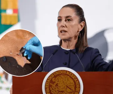 Se mantiene diálogo con Estados Unidos por gusano barrenador: Sheinbaum