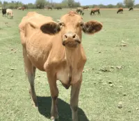 Sonora, ejemplo nacional en sanidad animal pese a crisis del gusano barrenador