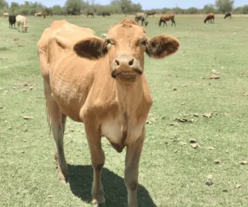 Sonora, ejemplo nacional en sanidad animal pese a crisis del gusano barrenador