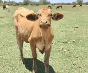 Sonora, ejemplo nacional en sanidad animal pese a crisis del gusano barrenador