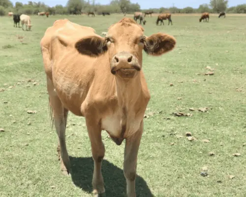 Sonora, ejemplo nacional en sanidad animal pese a crisis del gusano barrenador