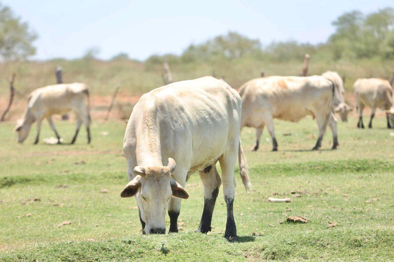 Sonora, ejemplo nacional en sanidad animal pese a crisis del gusano barrenador