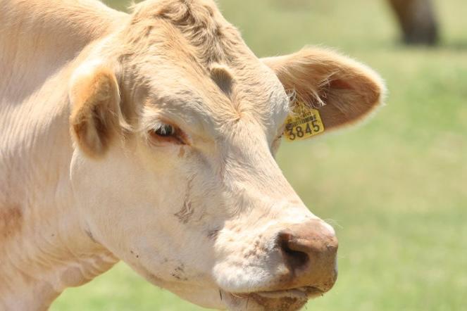 Sonora, ejemplo nacional en sanidad animal pese a crisis del gusano barrenador