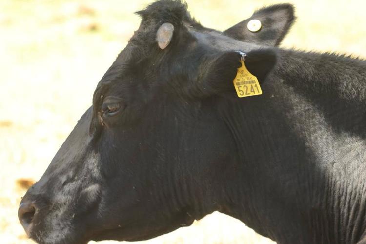 Sonora, ejemplo nacional en sanidad animal pese a crisis del gusano barrenador