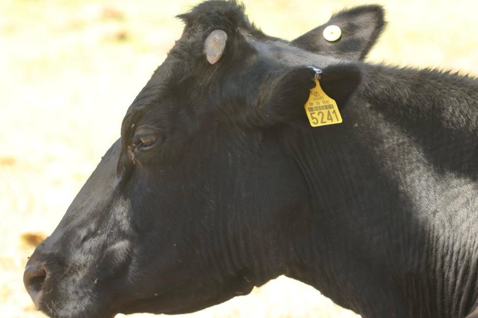 Sonora, ejemplo nacional en sanidad animal pese a crisis del gusano barrenador
