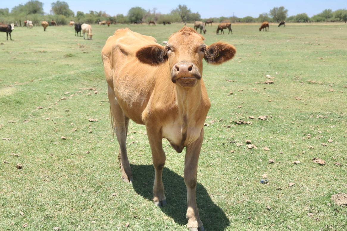 Sonora, ejemplo nacional en sanidad animal pese a crisis del gusano barrenador