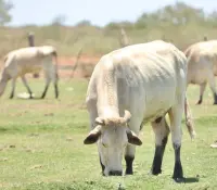 USDA visitará Sonora para verificar calidad de ganado ante gusano barrenador