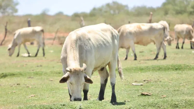El cierre de la frontera ha causado pérdidas millonarias. (Foto: Jesús Ballesteros/EXPRESO)
