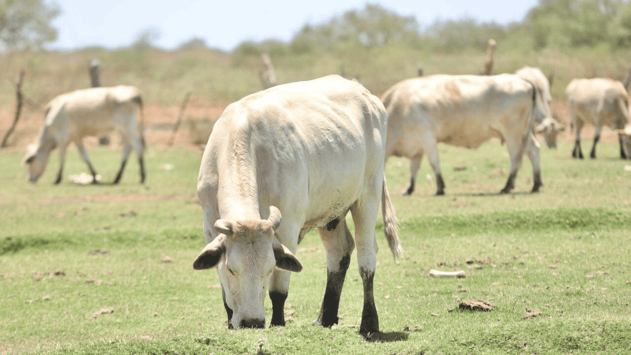 USDA visitará Sonora para verificar calidad de ganado ante gusano barrenador