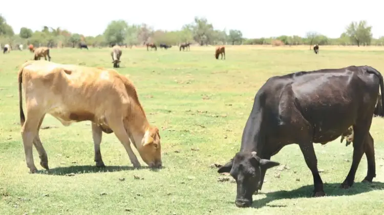 USDA visitará Sonora para verificar los protocolos implementados. (Foto: Jesús Ballesteros/EXPRESO)